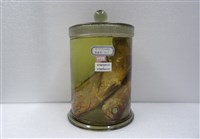 藏品(斑點笛鯛)的圖片